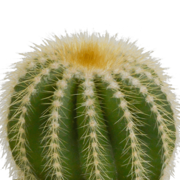 Kaktus - Bolcactus - Mix - 8,5 cm - Zimmerpflanze - im Mexicaanse-Topf