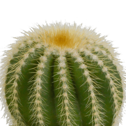 Kaktus - Bolcactus - Mix - 8,5 cm - Zimmerpflanze - im Mexicaanse-Topf