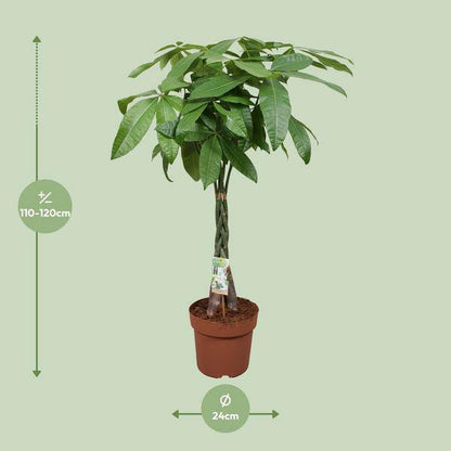 Glückskastanie - Pachira Aquatica - Zimmerpflanze - Ø24cm - ↕120cm