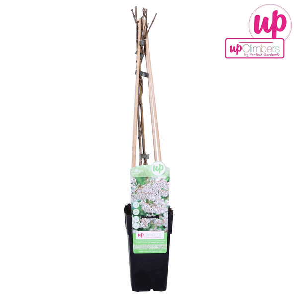 Schlingknöterich - Fallopia baldschuanica - Brautschleier - Ø15cm - ↕65cm