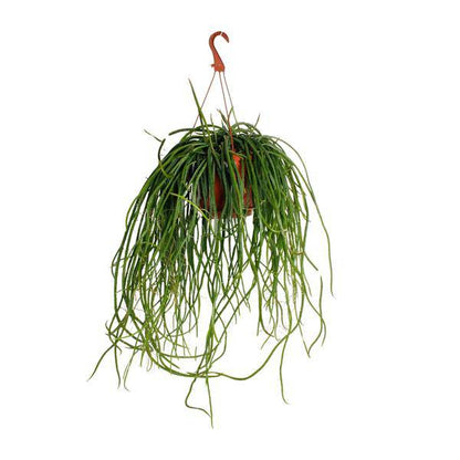 Kaktus - Selenicereus Wercklei - Zimmerpflanze - Ø21cm - ↕50cm
