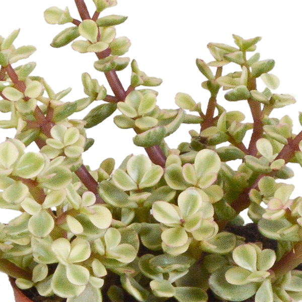 Dickblatt - Crassula - Mix - 8,5 cm - 3 Stück - im Witte-Topf