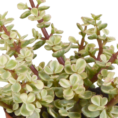 Dickblatt - Crassula - Mix - 8,5 cm - 3 Stück - im Witte-Topf