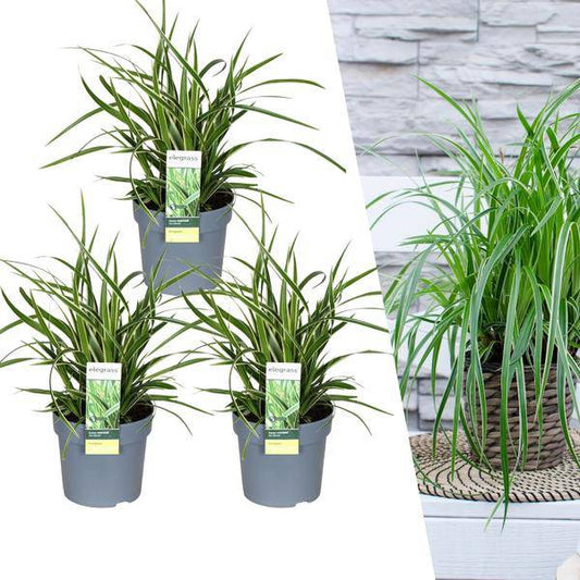 Carex morrowi 'Eistanz' - Japanische Segge - Ø14cm - ↨25cm - 3 Stück