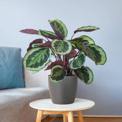 Calathea Medaillon - Korbmarante - Zimmerpflanze - ↕65cm - Ø21cm + Topf Viber Grau
