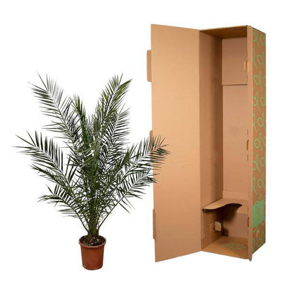 Kanarische Dattelpalme - Phoenix Canariensis - 180cm- Ø25cm