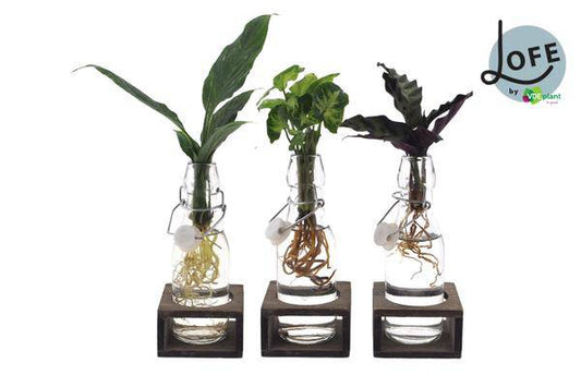 Intenz Mix in Ann Glas (weiße Kappe) + Naturel Single - 3 Stücke - Ø7cm - ↕25cm - Oasis of Life
