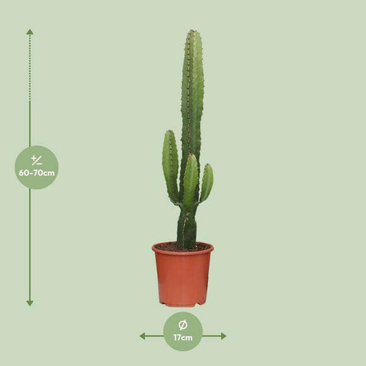 Euphorbia Acrurensis - Ø17cm - ↕50cm - Oasis of Life