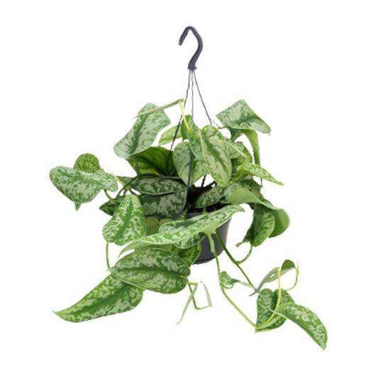 Scindapsus Pictus Trebie - Ø15cm - ↕25cm - Ø15cm - ↕25cm - Oasis of Life