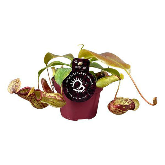 Kannenpflanze - Nepenthes Gaya - Zimmerpflanze - Ø12cm - ↕17cm 