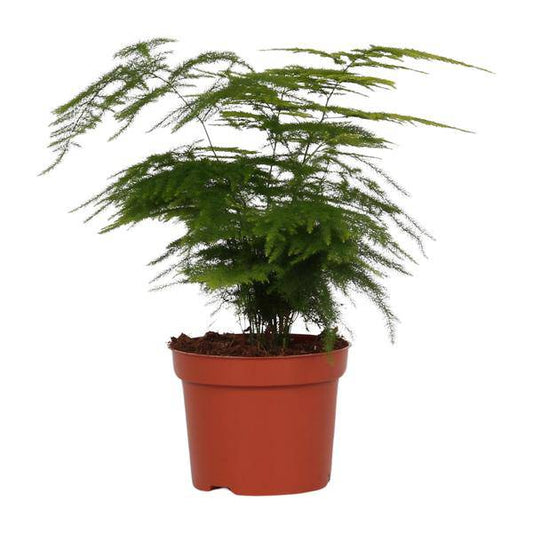 Feder-Spargel – Asparagus Setaceus 'Plumosus' – zarte Zimmerpflanze – Ø12cm Topf – ca. 35 cm hoch – luftreinigend & pflegeleicht