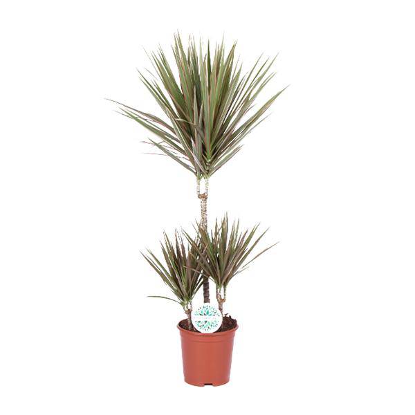 Drachenbaum - Dracaena Bicolor - Zimmerpflanze - Ø21cm - ↕95cm