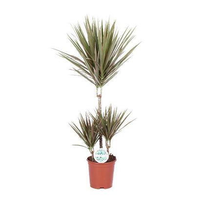 Drachenbaum - Dracaena Bicolor - Zimmerpflanze - Ø21cm - ↕95cm