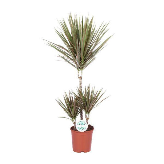 Drachenbaum - Dracaena Bicolor - Zimmerpflanze - Ø21cm - ↕95cm