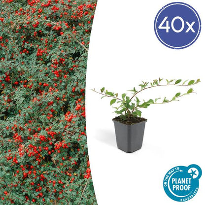 Teppich-Zwergmispel - Cotoneaster dammeri - ↕10-25cm - Ø9cm - 40 Stück