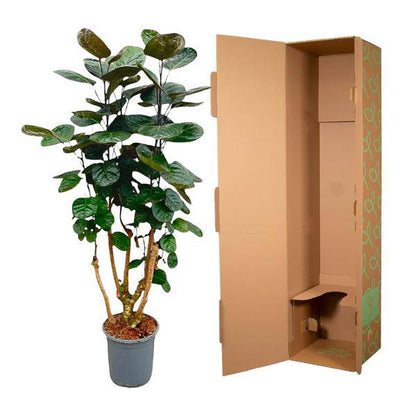 Fiederaralie - Polyscias Fabian - Zimmerpflanze - 130cm - ø24cm