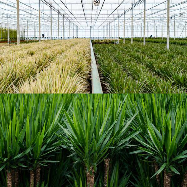 Dracaena ↨70cm - Ø17cm + Yucca ↨90cm - Ø17cm - Oasis of Life