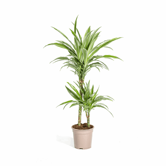 Dracaena Deremensis Weiß gestreift Ø19cm - ↕70 - 90cm