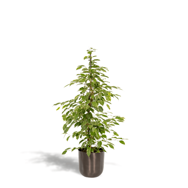 Birken-Feige - Ficus benjamina Goldenking - Zimmerpflanze - Ø21cm - ↕95cm + Topf Mayk Blei