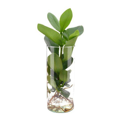 Clusia Im Zylinderglas - Ø12cm - ↕30cm