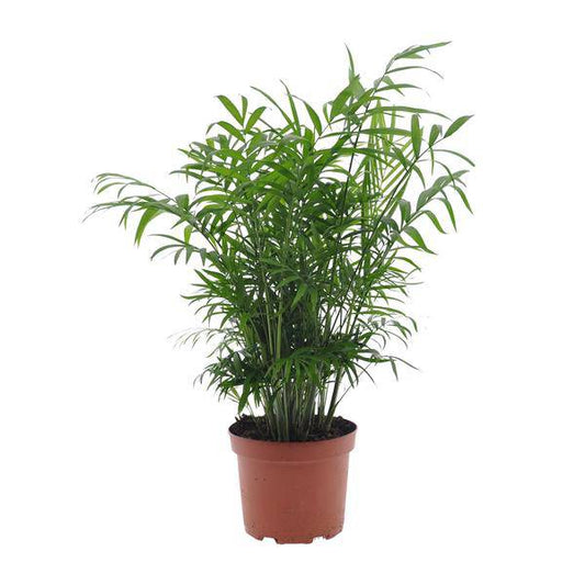 Mexikanische Bergpalme - Chamaedorea Elegans - Zimmerpflanze - Ø17cm - ↕50cm 