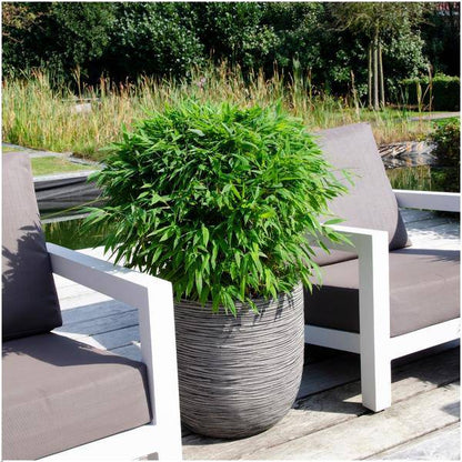 Fargesia moontears Boobux - Bambus - Ø29cm - ↕70cm