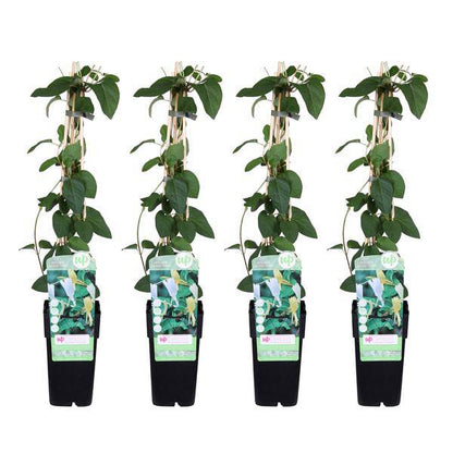Gelbbunte Geißschlinge - Lonicera japonica 'Halliana' - ↨65cm - Ø15cm - 4 Stück