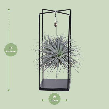 Luftpflanze -Tillandsia Mix - Zimmerpflanze - Ø20cm - ↕20cm 
