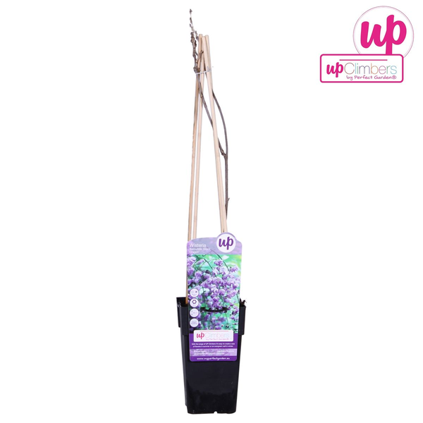 Chinesischer Blauregen - Wisteria sinensis 'Prolific' Glyzinie - Ø15cm - ↕65cm