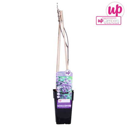 Chinesischer Blauregen - Wisteria sinensis 'Prolific' Glyzinie - Ø15cm - ↕65cm
