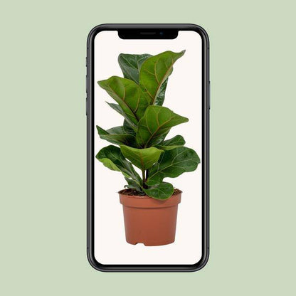 Geigen-Feige - Ficus Lyrata - Zimmerpflanze - Ø12cm - ↕30cm