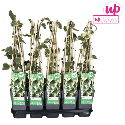 Buntlaubiger Kaukasischer Efeu - Hedera colchica 'Dentata Variegata' - Ø15cm - ↕65cm