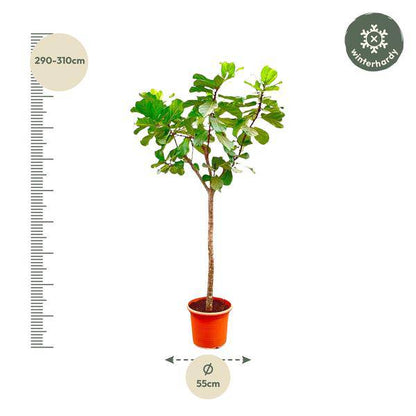 Geigen-Feige - Ficus Lyrata XXL - Zimmerpflanze - 300cm - ø55cm