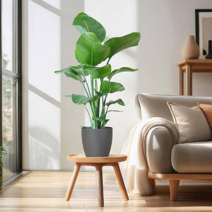 Strelitzia Nicolai – Baum-Strelitzie – Zimmerpflanze – 80 cm hoch – Ø21 cm – inkl. Topf Viber Grau – Paradiesvogelpflanze, tropisches Grün, pflegeleicht 