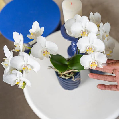 weiße Phalaenopsis-Orchidee - Amabilis - Topfgröße Ø9cm | blühende Zimmerpflanze - frisch vom Züchter - Oasis of Life
