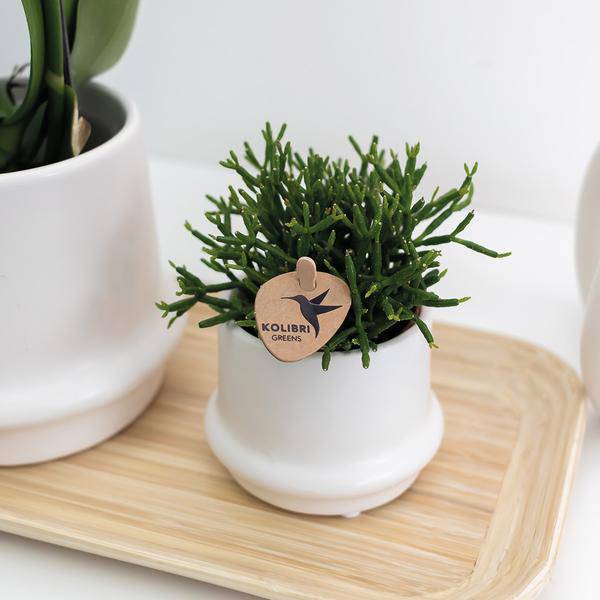 Ovales Tablett aus Bambus - Oasis of Life