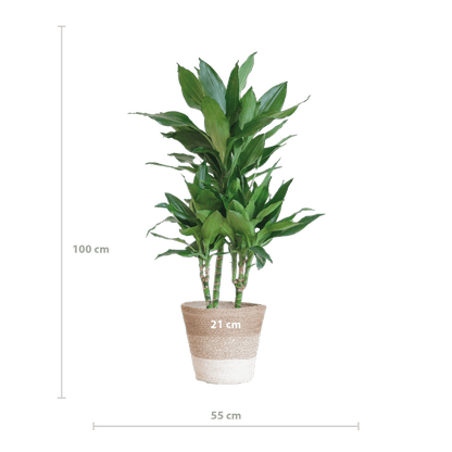 Dracaena Janet Lind 95cm – Drachenbaum Zimmerpflanze Ø21cm – pflegeleichte luftreinigende Grünpflanze im nachhaltigen Jutekorb Lissabon Weiß – dekorativer Blickfang für Zuhause & Büro 