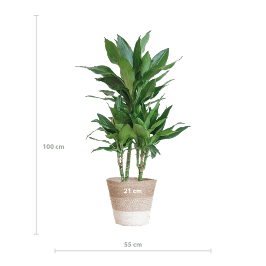 Dracaena Janet Lind 95cm – Drachenbaum Zimmerpflanze Ø21cm – pflegeleichte luftreinigende Grünpflanze im nachhaltigen Jutekorb Lissabon Weiß – dekorativer Blickfang für Zuhause & Büro 