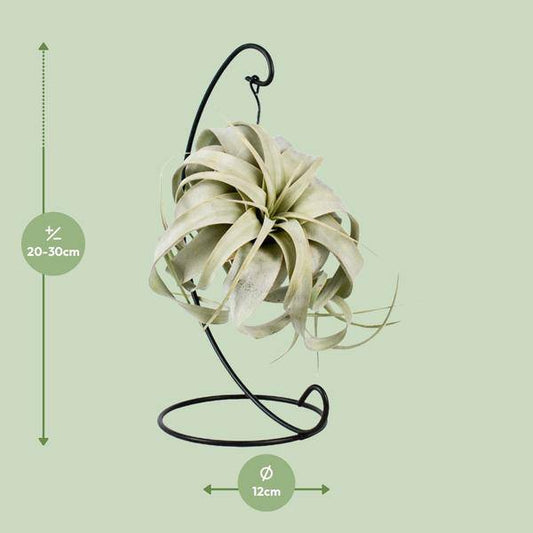 Luftpflanze - Tillandsia König Xero - Ø12cm - ↕23cm 