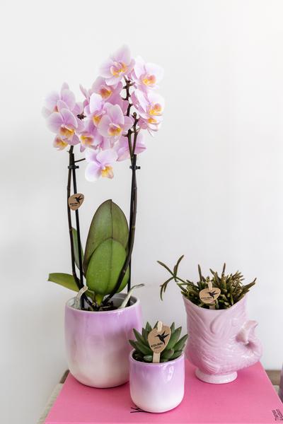 Rosa Phalaenopsis Orchidee - Andorra - Topfgröße Ø9cm | blühende Zimmerpflanze - frisch vom Züchter - Oasis of Life