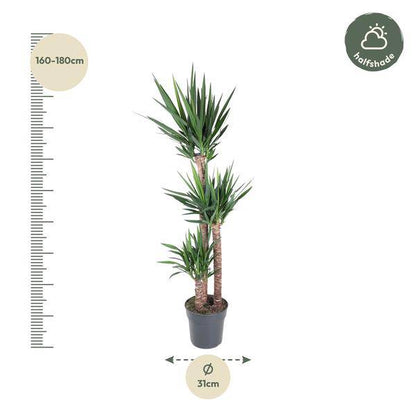 Riesen-Palmlilie - Yucca Elephantipes - Zimmerpflanze - 170cm - ø31cm