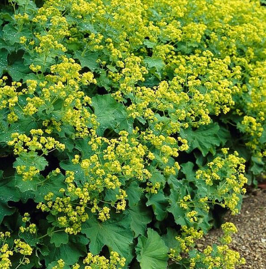 Weicher Frauenmantel – Alchemilla mollis – Staude – Bodendecker – Gelb-grüne Blüten – 20 Pflanzen – Ø9cm – ↕10-25cm