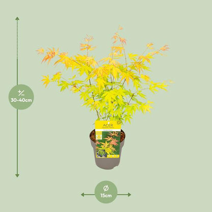 Fächer-Ahorn - Acer palmatum Orange Dream - Ø15cm - ↕30cm