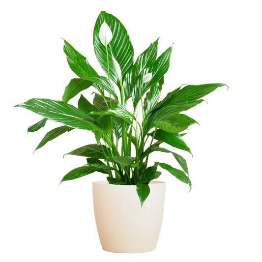 Spathiphyllum Sweet Lauretta – Scheidenblatt – Zimmerpflanze + Topf Viber Weiß – ↕80cm – Ø21cm – Friedenslilie mit eleganten weißen Blüten – Pflegeleicht & dekorativ 