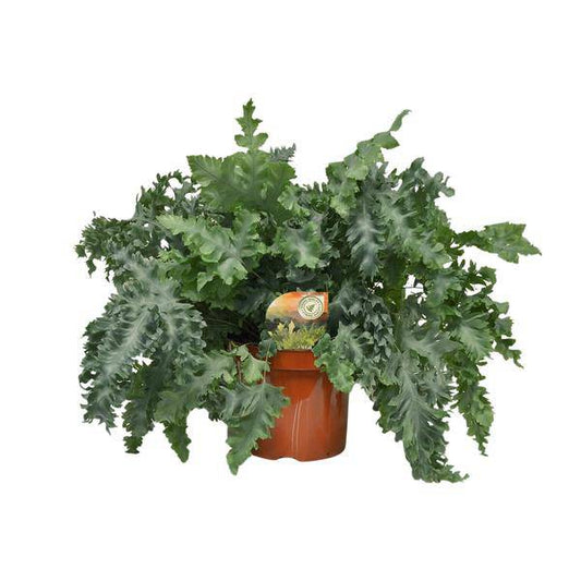 Tüpfelfarn Phlebodium Davana – Zimmerpflanze – Ø26cm – ↕60cm – Goldener Farn mit eleganten Wedeln – Pflegeleicht & dekorativ – Für Halbschatten geeignet