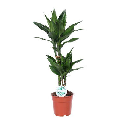 Drachenbaum - Dracaena Janet Lind - Zimmerpflanze - Ø17cm - ↕70cm 