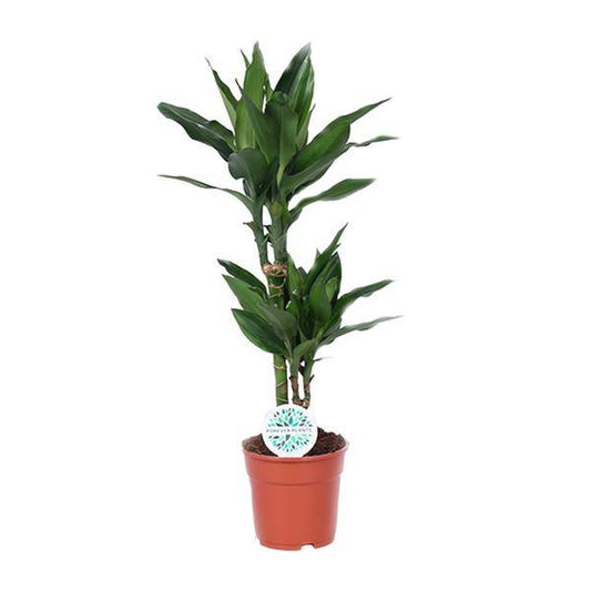 Drachenbaum - Dracaena Janet Lind - Zimmerpflanze - Ø17cm - ↕70cm 
