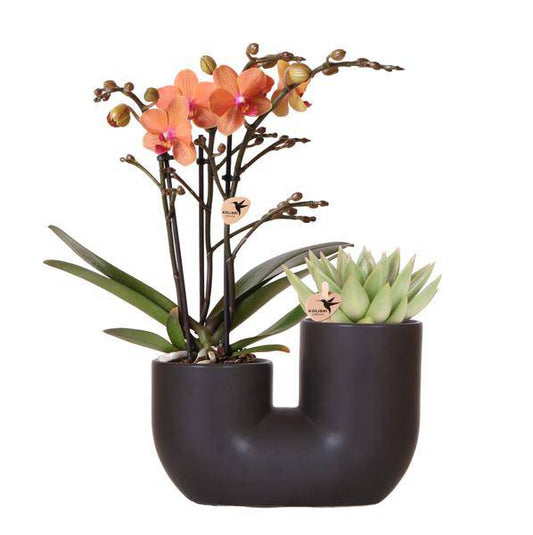 Bolzano Orchidee Orange und Sukkulente im schwarzen dekorativen Röhrentopf Ø9cm - Zimmerpflanze