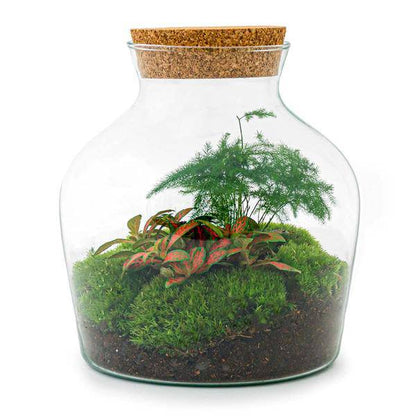 Flaschengarten - DIY - Kleiner Joe - ↕ 21,5 cm