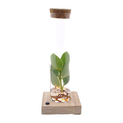 Clusia Im Röhrenglas + LED - Ø5cm - ↕10cm